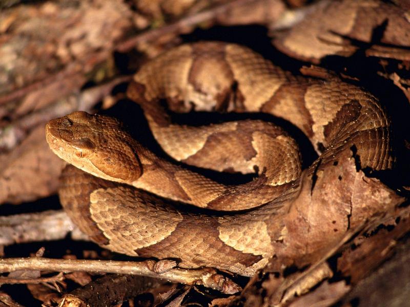 Copperhead Snake, Fall Creek Falls State_Park, Tennessee; DISPLAY FULL IMAGE.
