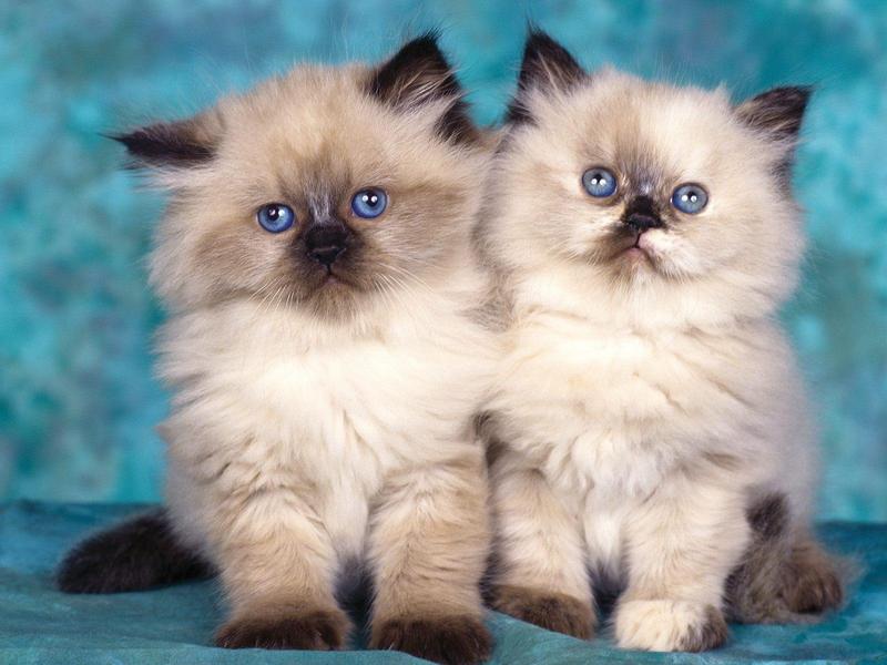 Himalayan Cat - Kittens; DISPLAY FULL IMAGE.