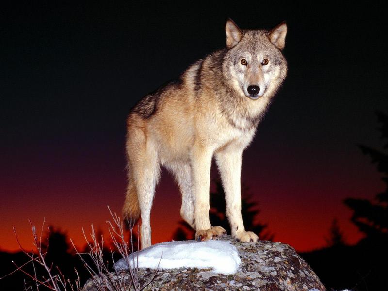 Gray Wolf - Standing Ground; DISPLAY FULL IMAGE.