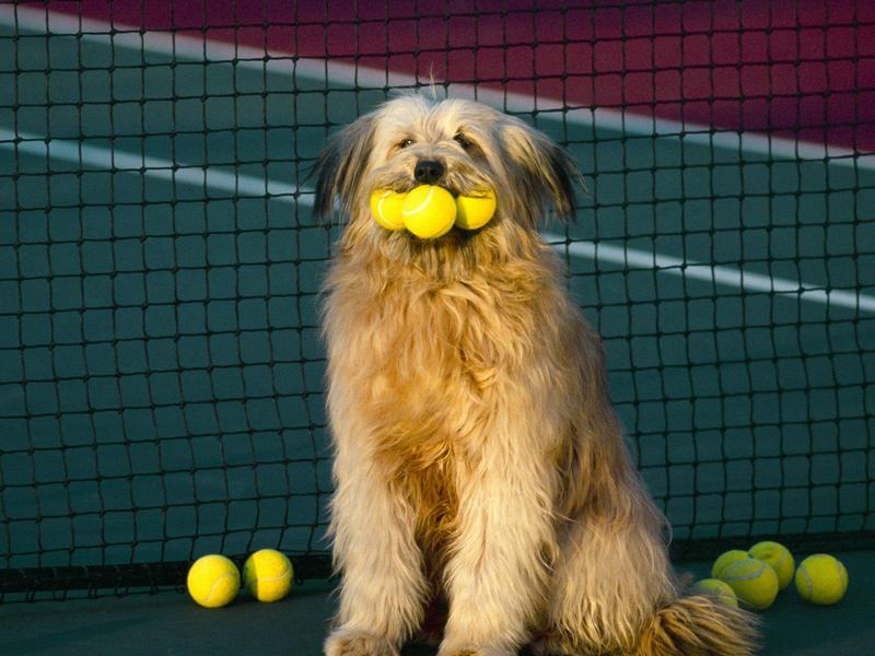 Tennis Anyone (Dog); DISPLAY FULL IMAGE.