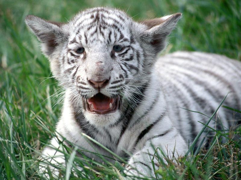 White Bengal Tiger Cub; DISPLAY FULL IMAGE.