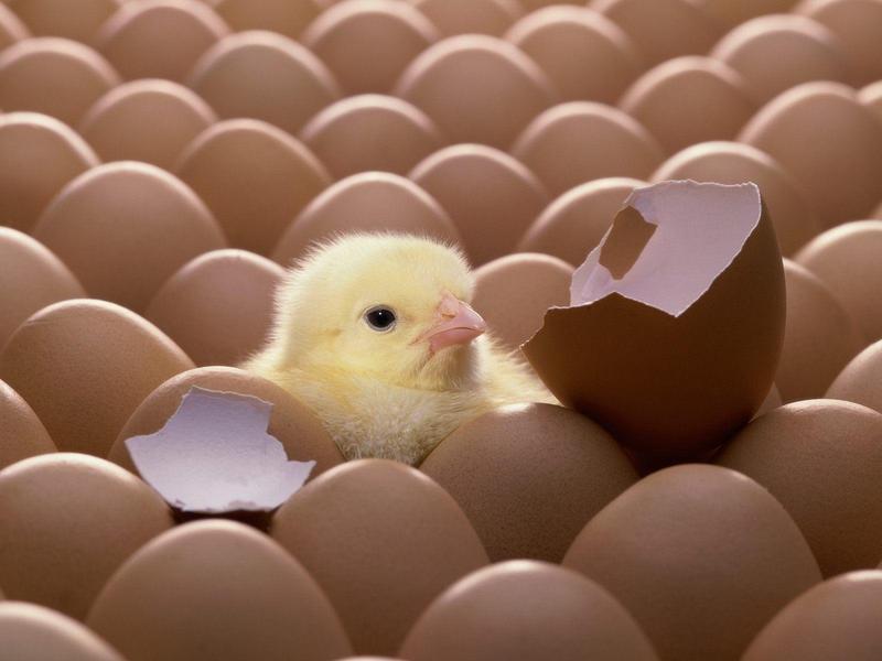 Breaking Out (Chick hatching out); DISPLAY FULL IMAGE.