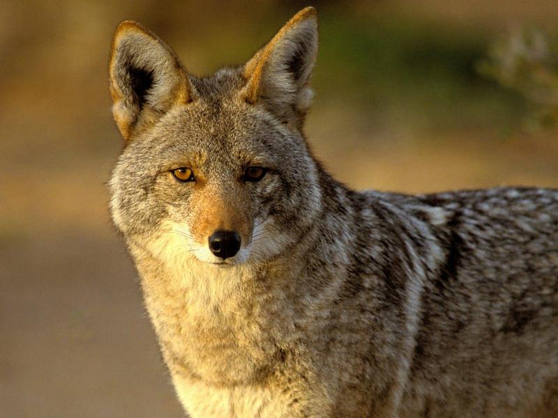 Coyote, Joshua Tree National Park, California; DISPLAY FULL IMAGE.