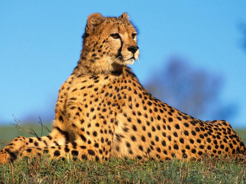 Fast Predator, Cheetah; DISPLAY FULL IMAGE.