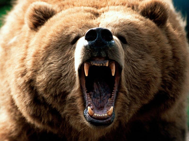 Feeling Grizzly Bear; DISPLAY FULL IMAGE.