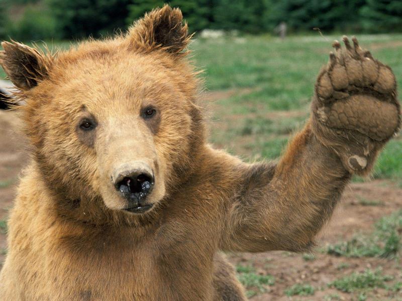 High Five (Bear); DISPLAY FULL IMAGE.