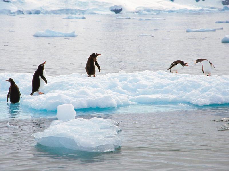 Making a Scene, Gentoo Penguins, Antarctica; DISPLAY FULL IMAGE.