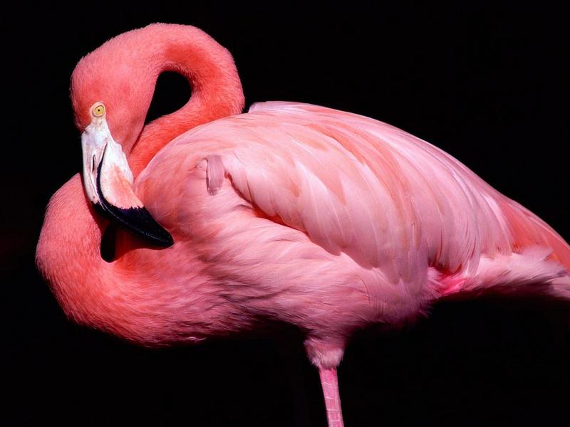 Pink Flamingo; DISPLAY FULL IMAGE.