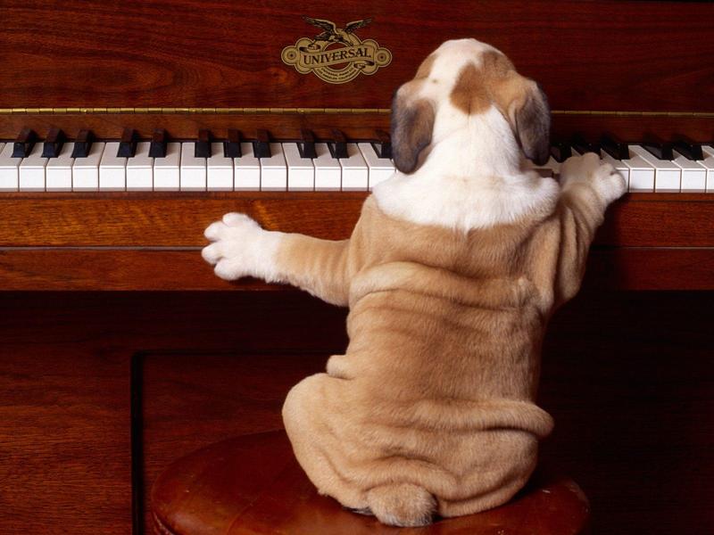 Play It Again, Sam (Dog); DISPLAY FULL IMAGE.