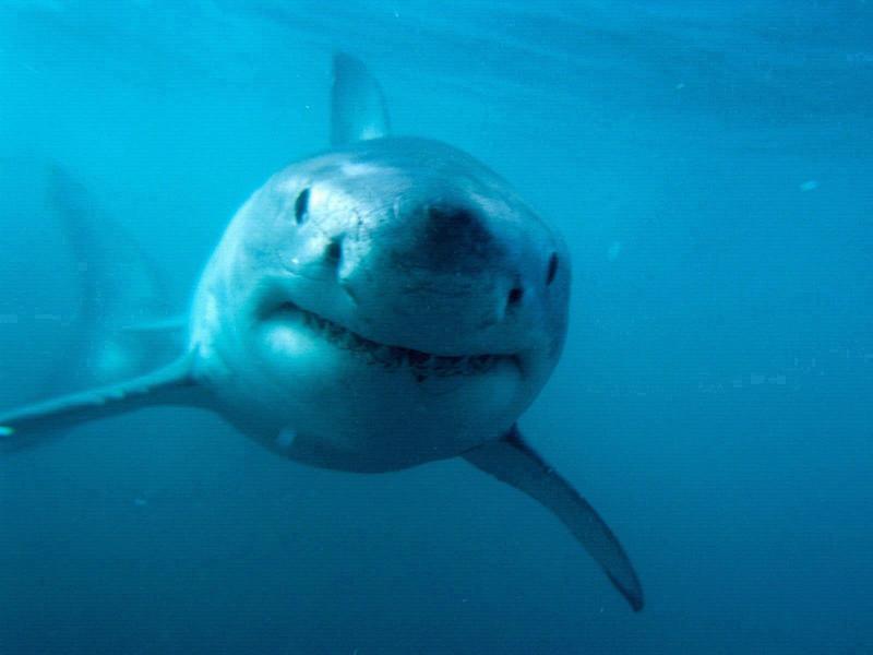 Predator - Great White Shark; DISPLAY FULL IMAGE.