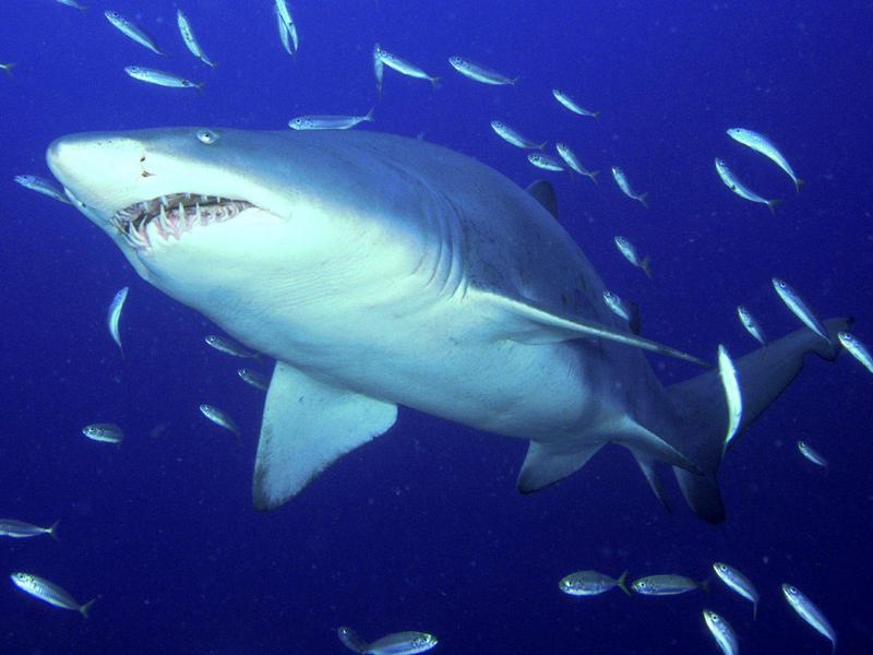 Predator, Sand Tiger Shark; DISPLAY FULL IMAGE.