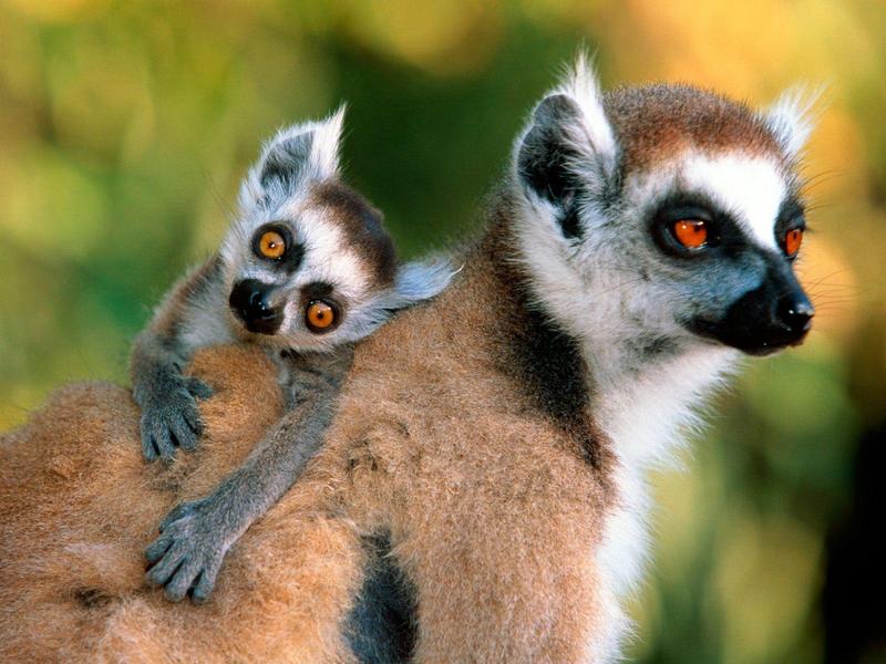 Ring-tailed Lemur - mom and baby; DISPLAY FULL IMAGE.