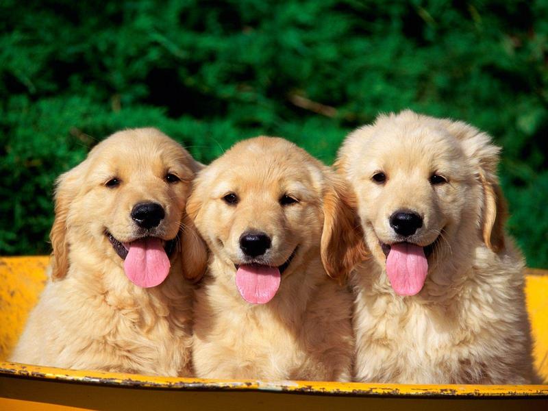 Rub a Dub Dub (Golden Retriever Puppies); DISPLAY FULL IMAGE.