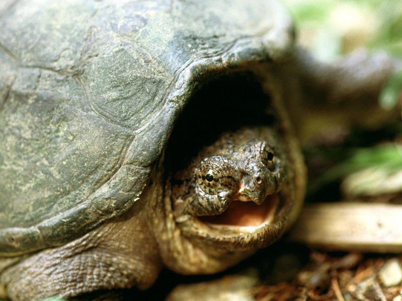 Snapping Turtle, Franklin, Tennessee; DISPLAY FULL IMAGE.