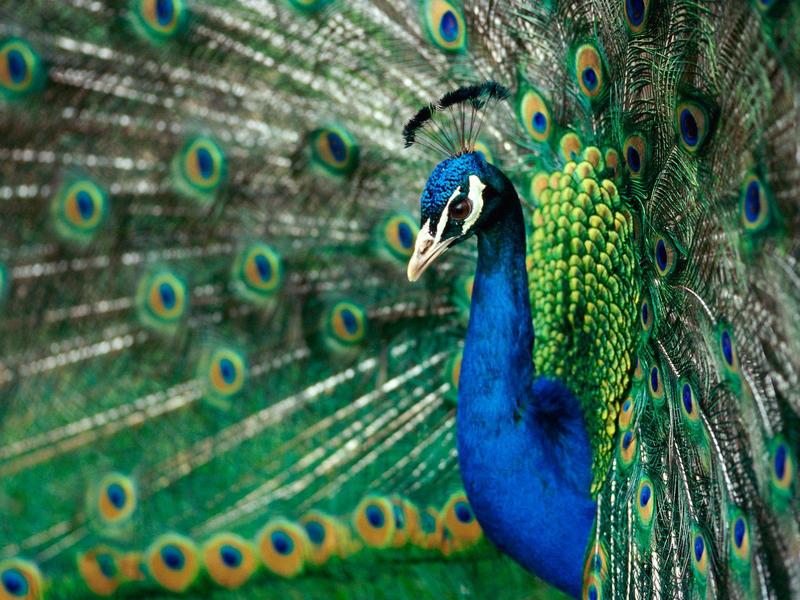 True Colors, Indian Peacock; DISPLAY FULL IMAGE.