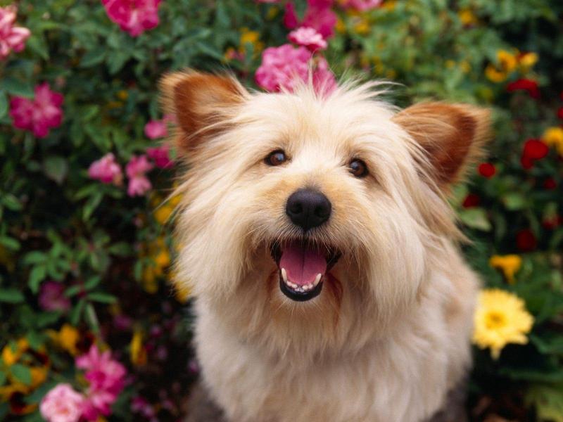 100% Pure Attention, Terrier Mix; DISPLAY FULL IMAGE.