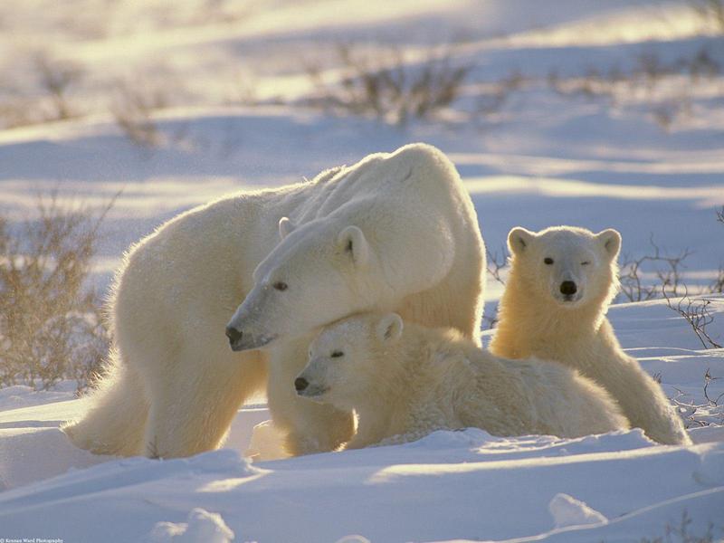 A Mother's Special Touch (Polar Bears); DISPLAY FULL IMAGE.
