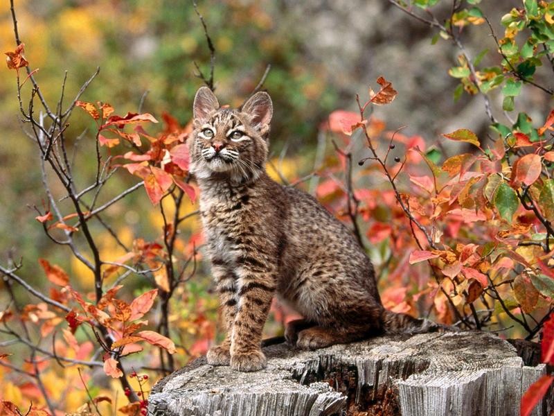Bobcat Kitten; DISPLAY FULL IMAGE.