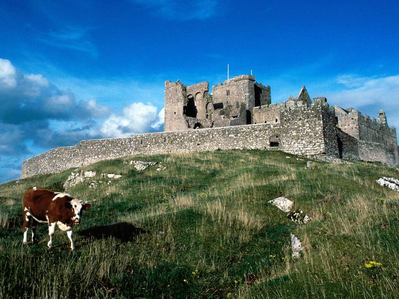 Cashel Castle Ireland (and cow); DISPLAY FULL IMAGE.