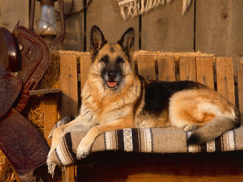 Country Canine, German Shepherd; DISPLAY FULL IMAGE.