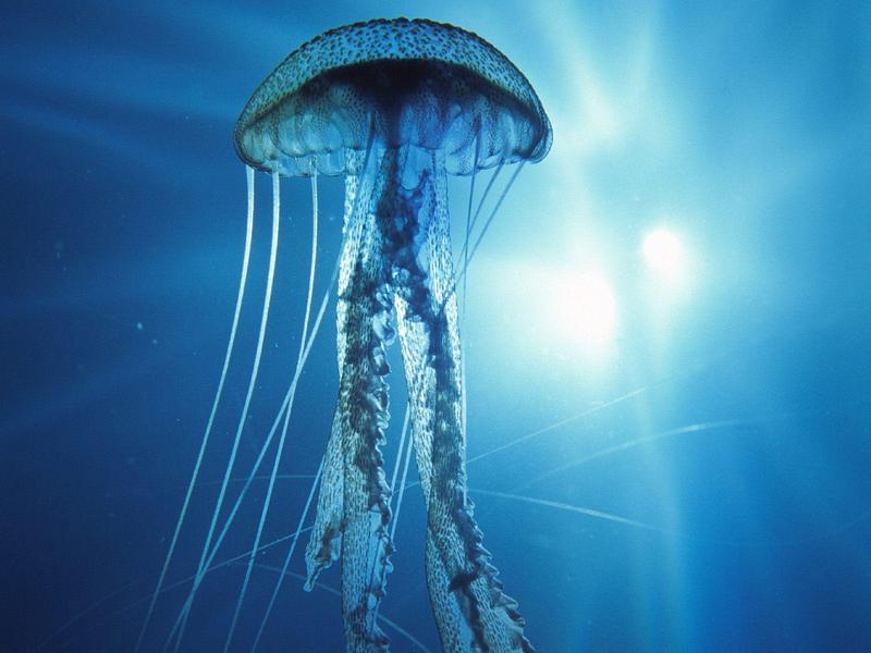Electric Jellyfish; DISPLAY FULL IMAGE.