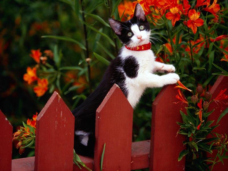 Garden Variety (Cat); DISPLAY FULL IMAGE.