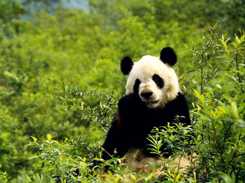 Giant Panda, Wolong Reserve, China; DISPLAY FULL IMAGE.