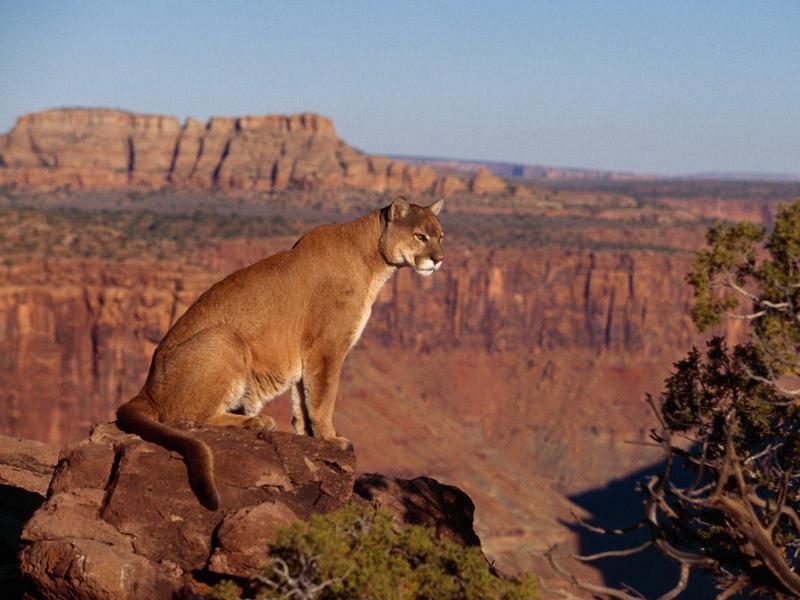 Canyon Vista Cougar; DISPLAY FULL IMAGE.