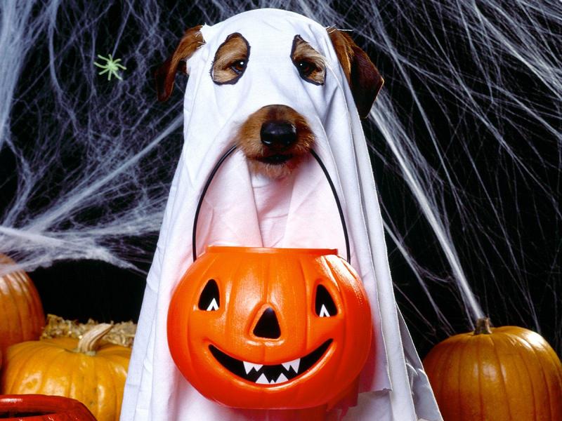 Trick or Treater (Dog); DISPLAY FULL IMAGE.