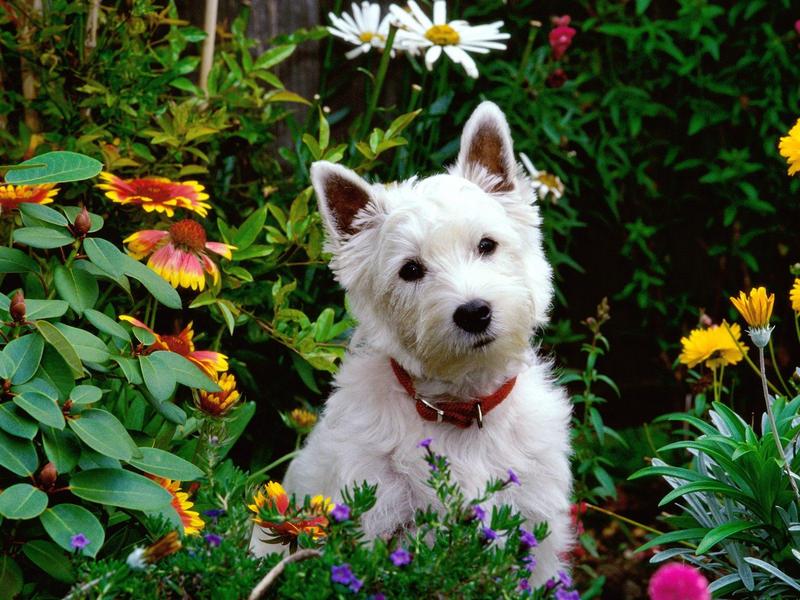 West Highland Terrier; DISPLAY FULL IMAGE.