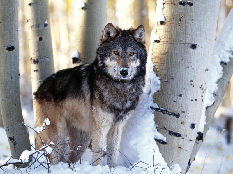 Winter Hunting Gray Wolf; DISPLAY FULL IMAGE.