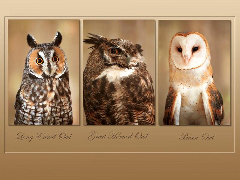 Wise Guys (Long-eared Owl, Great Horned Owl, Barn Owl); DISPLAY FULL IMAGE.