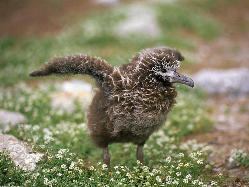 Laysan Albatross (chick), Midway Island; DISPLAY FULL IMAGE.