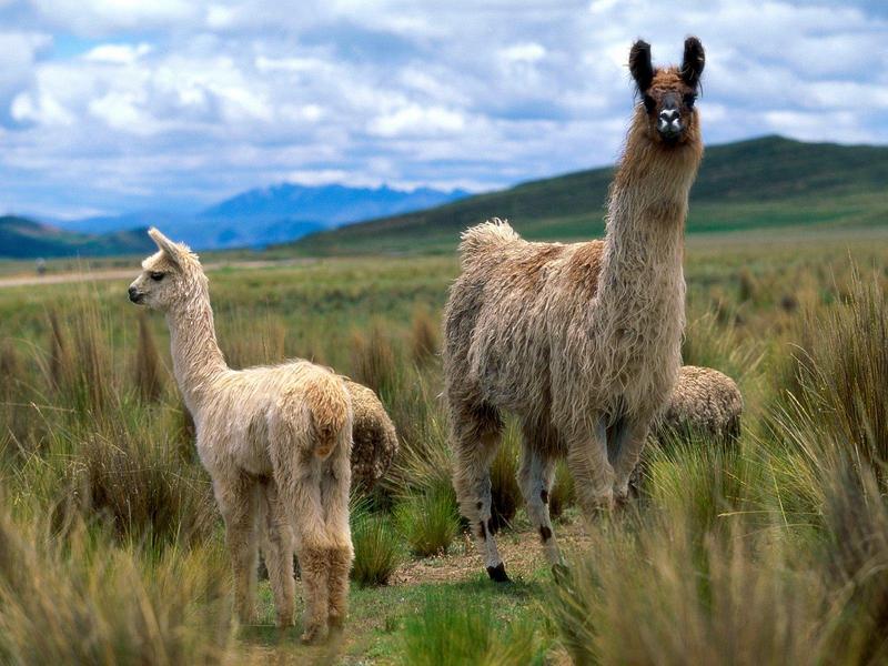 Llamas, Andes Mountains; DISPLAY FULL IMAGE.