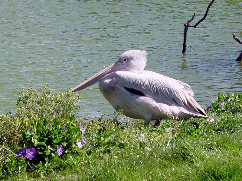 white pelican; DISPLAY FULL IMAGE.