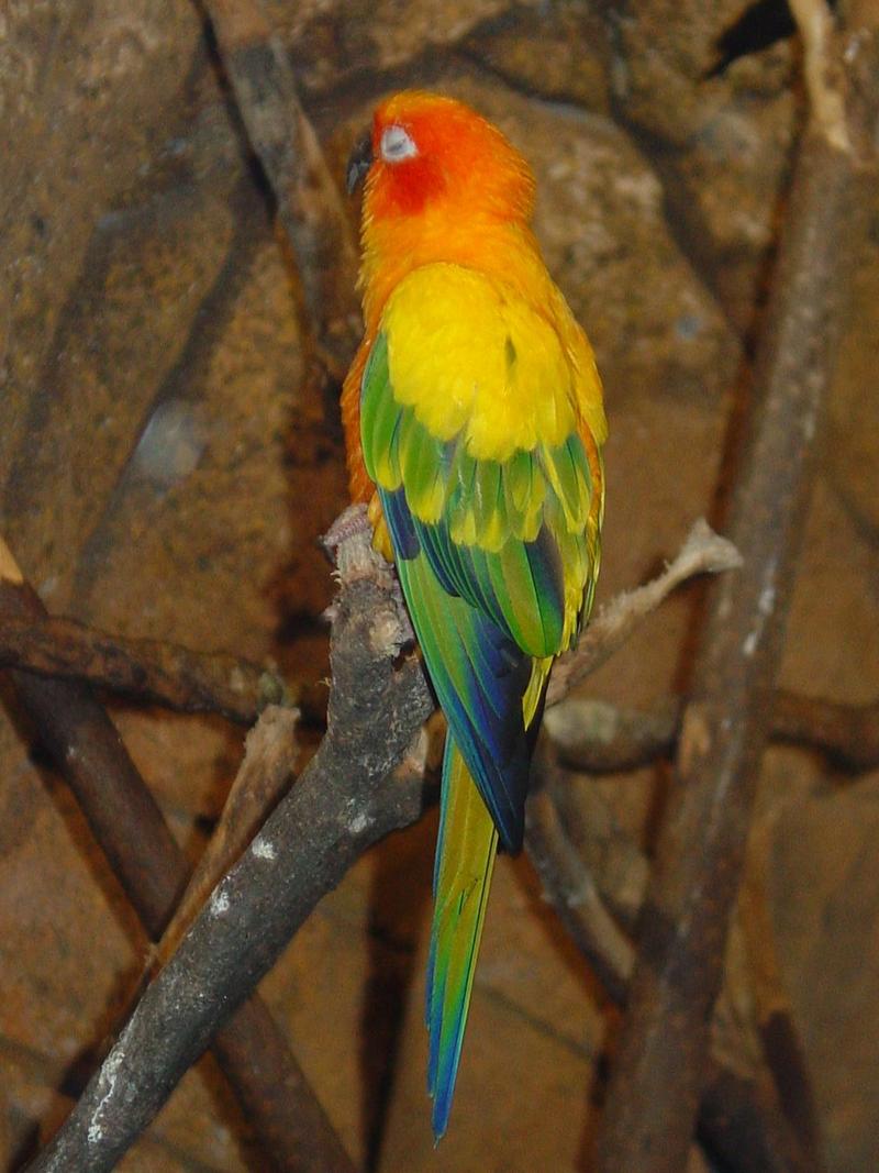 Sun Conure Parrot (Aratinga solstitialis); DISPLAY FULL IMAGE.