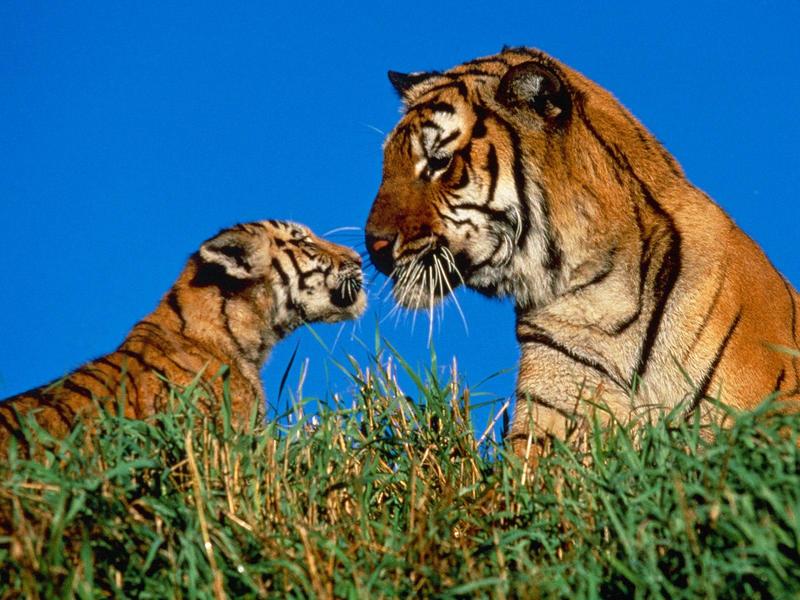 Tigers - A Mother's Touch; DISPLAY FULL IMAGE.