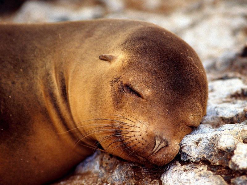 A Soft Pillow (Sea Lion pup); DISPLAY FULL IMAGE.