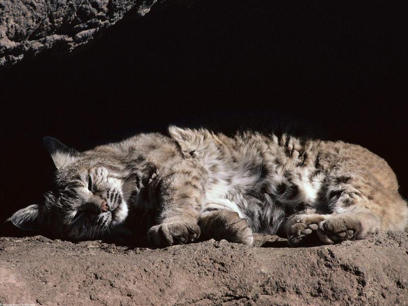 Afternoon Snooze, Bobcat; DISPLAY FULL IMAGE.