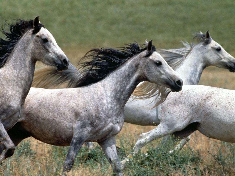 Arabian Stallions (Horses); DISPLAY FULL IMAGE.