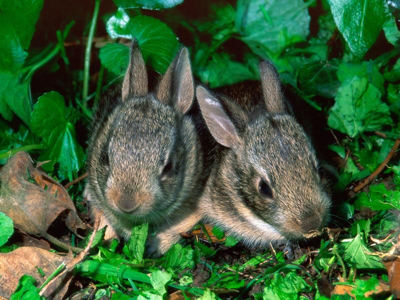 Baby Cottontail Rabbits, Louisville, Kentucky; DISPLAY FULL IMAGE.