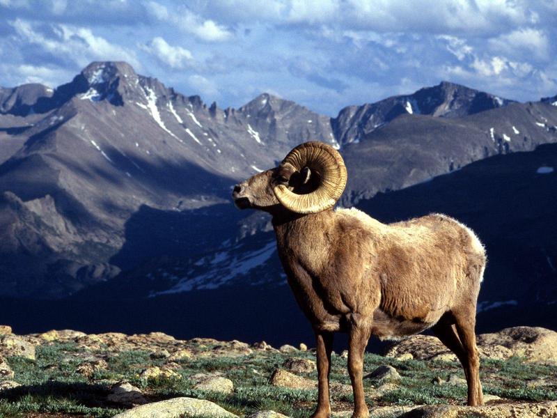 Big Horn Ram, Rocky Mountain National Park, Colorado (Bighorn Sheep); DISPLAY FULL IMAGE.