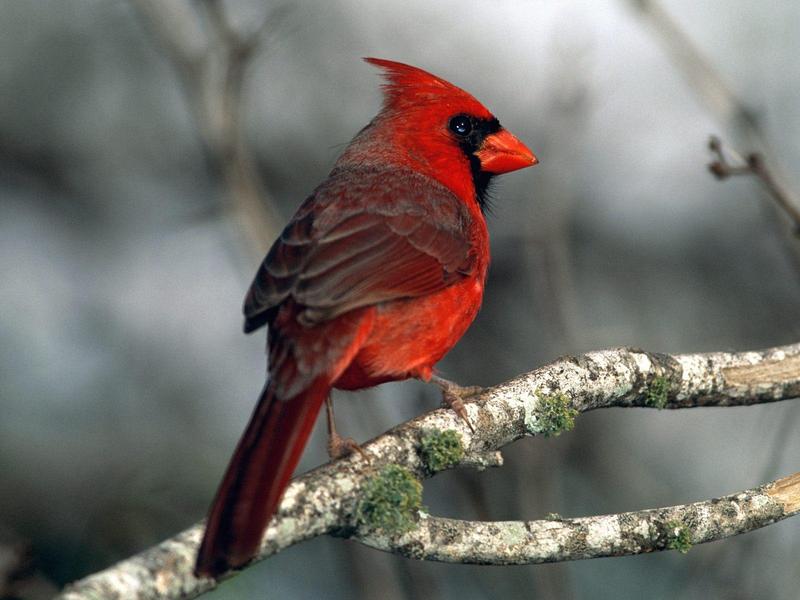 Northern Cardinal; DISPLAY FULL IMAGE.