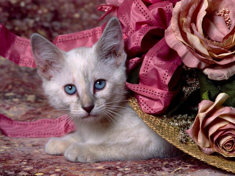 Cat in the Hat, Siamese Kitten; DISPLAY FULL IMAGE.