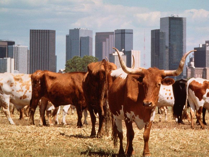 City Slickers, Dallas, Texas (Longhorn Cattle); DISPLAY FULL IMAGE.