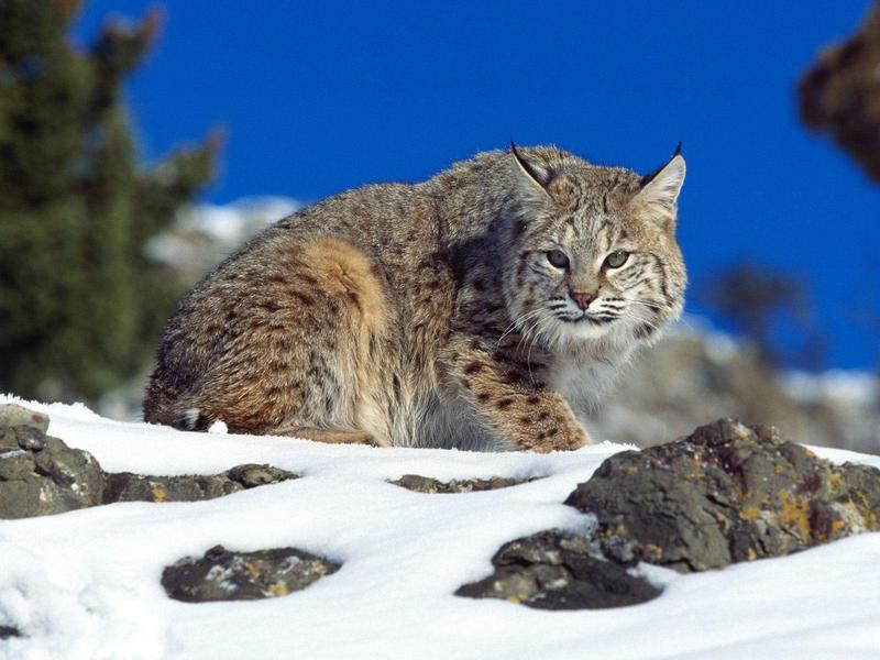 Cold Stare, Bobcat; DISPLAY FULL IMAGE.