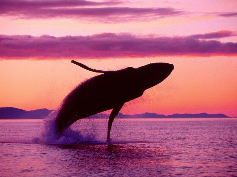 Crimson Flight, Humpback Whale, Alaska; DISPLAY FULL IMAGE.