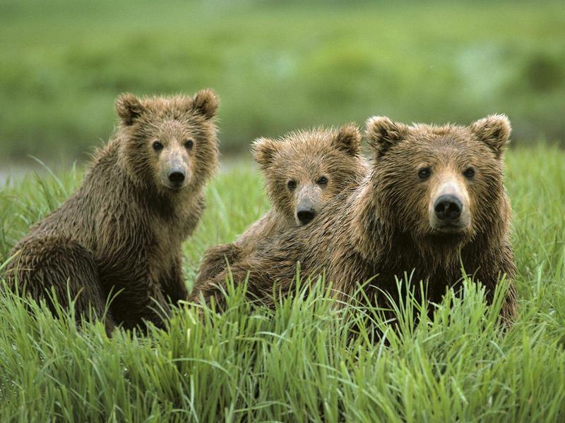 Curious Cubs and Mom (Brown Bears); DISPLAY FULL IMAGE.