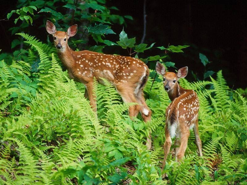 Curious Fawns (Deer); DISPLAY FULL IMAGE.