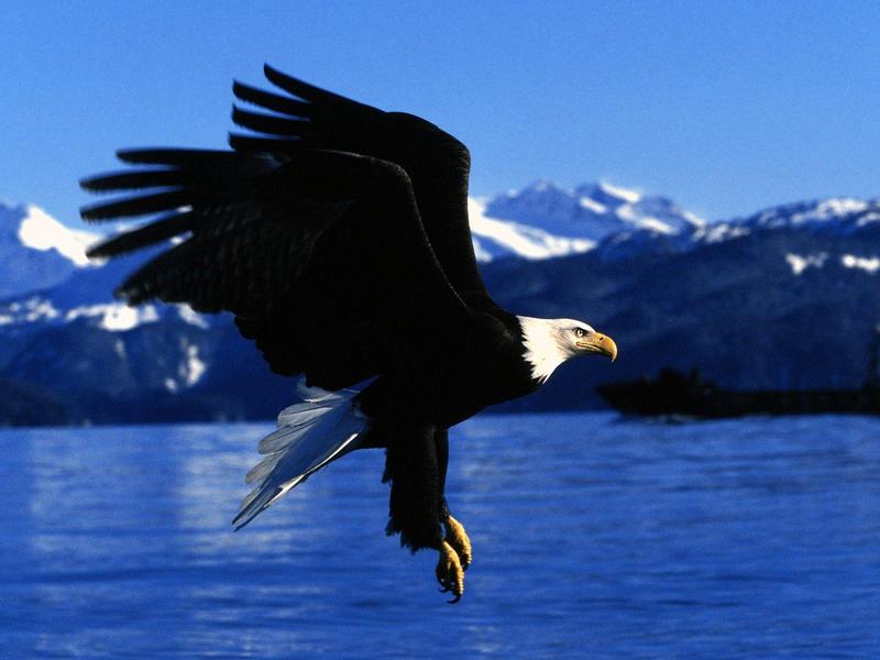 Easy Landing, Alaska (Bald Eagle); DISPLAY FULL IMAGE.